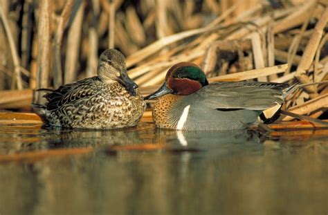 Bird Photography: Tips for Capturing Stunning Duck Images